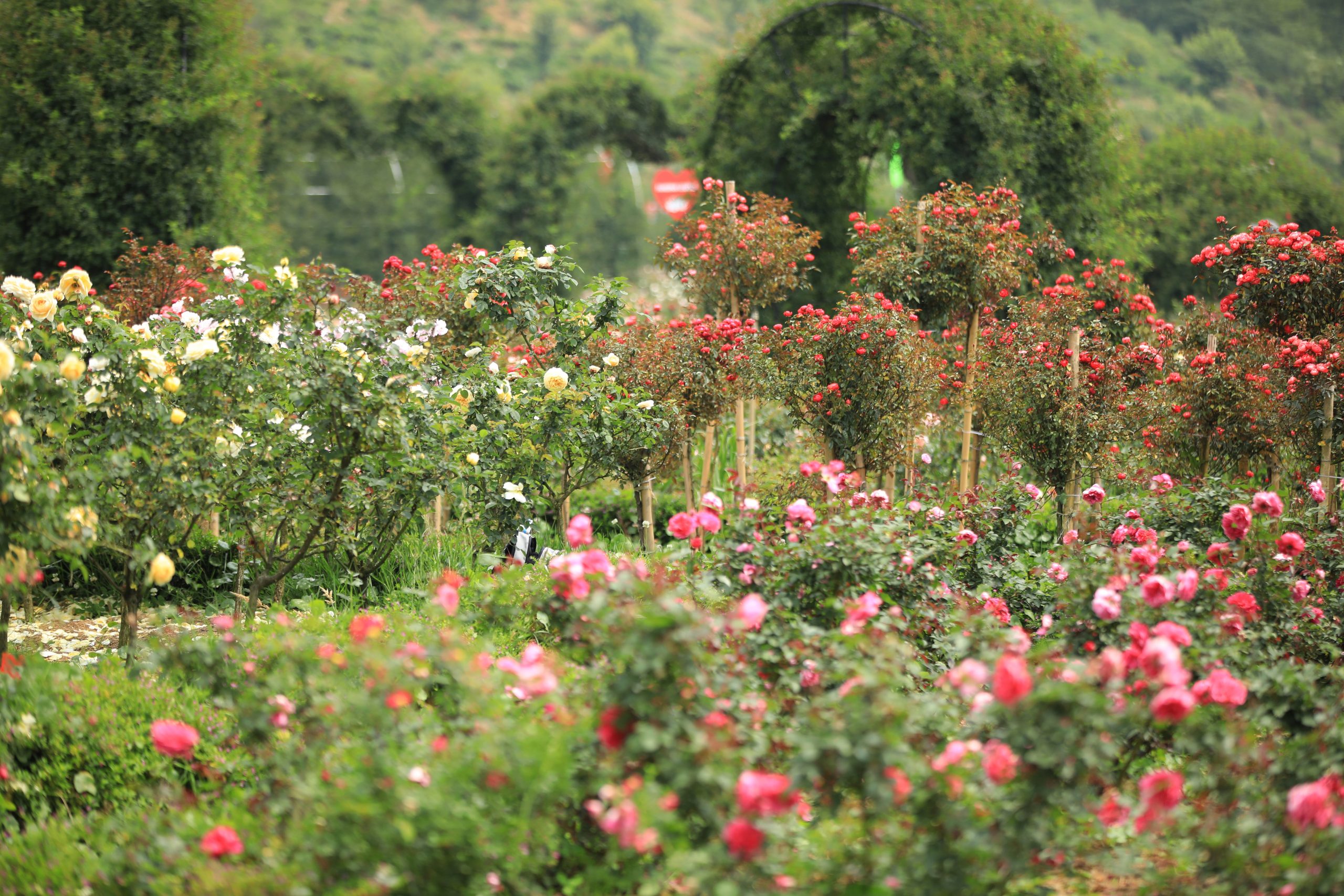 越南最大的玫瑰谷